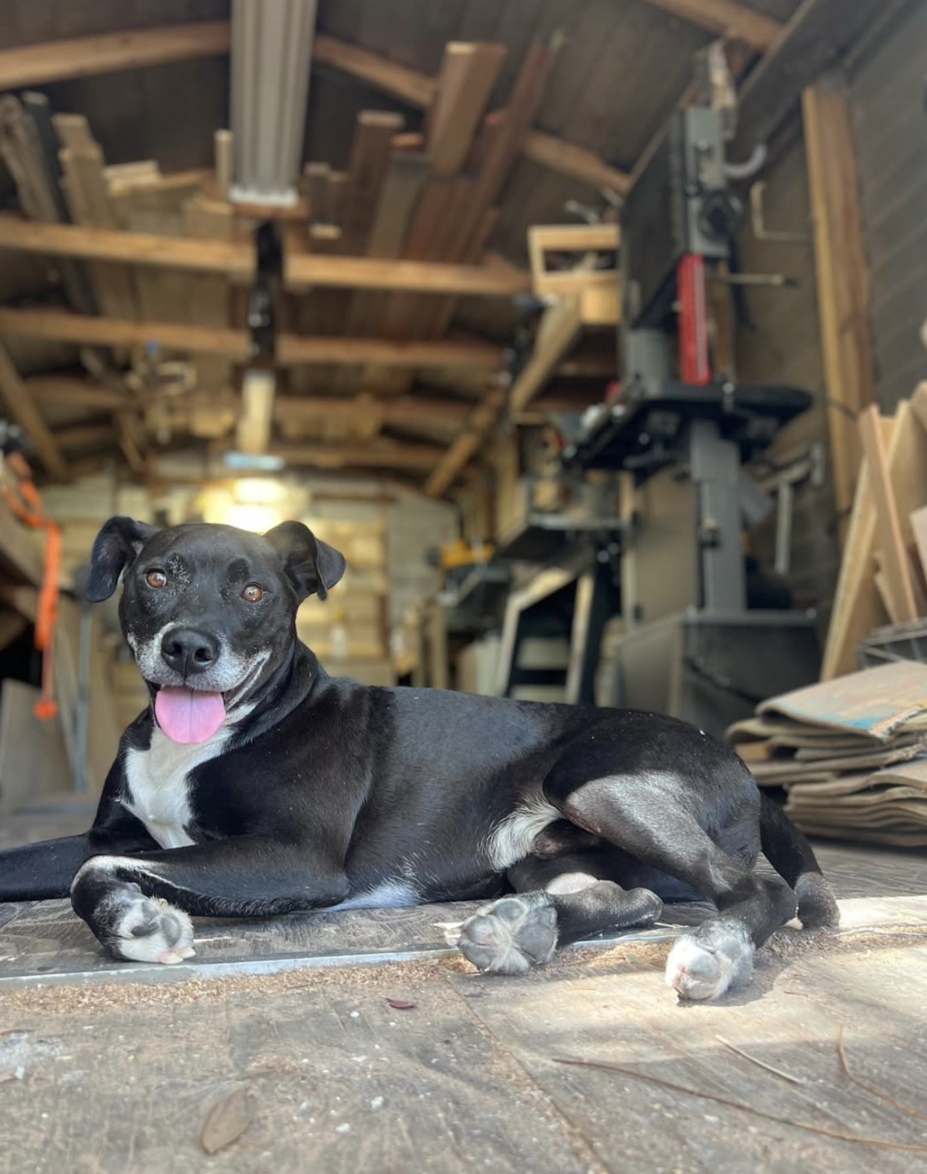 Ollie relaxing in the woodshop