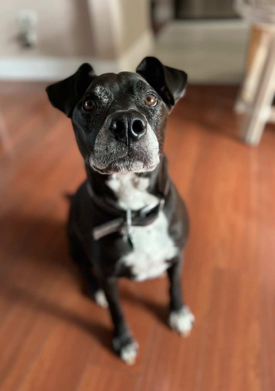 Ollie, the inspiration behind Ollie Box Woodshop